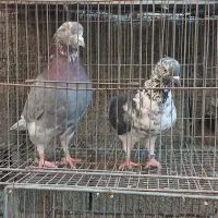 کبوتر سرور.و یجفت ساعت بالا|پرنده|وحیدیه, |دیوار