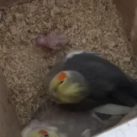 عروس هلندی نر و ماده