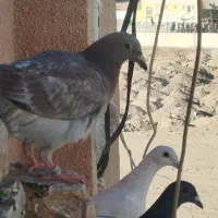 جوجه سار|پرنده|تربتحیدریه, شهرک ولیعصر|دیوار