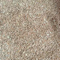 فروش عمده و جزئی گندم و ارزن