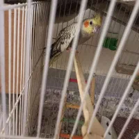 طوسی عروس ماده بالغ