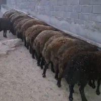 فروش 25راس بره نر چاق جفتی 110کیلو به فروش میرسد
