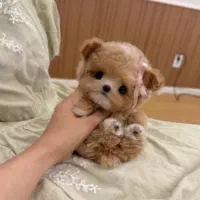 نژاد های آپارتمانی|سگ|تهران, گیشا|دیوار