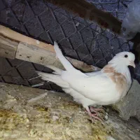 کبوتر طوقی لیمویی