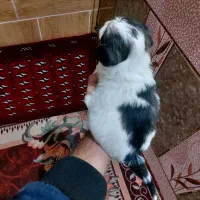 واگذاری سگ پامر سایز ریز|سگ|فارسان, |دیوار