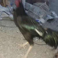 کروس محلی دورگ