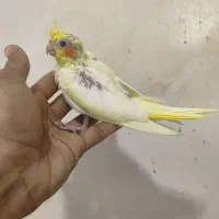 جوجه طوطی کوتوله و عروس هلندی|پرنده|بندرعباس, |دیوار