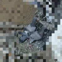 کبوتر نصل دار
