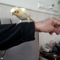 عروس دستی|پرنده|قنوات, |دیوار