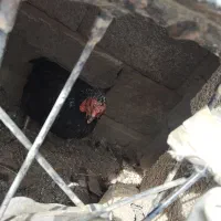 خروس لاری|حیوانات مزرعه|سراوان, |دیوار