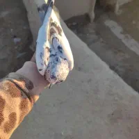 کفتر پرشتی غریب