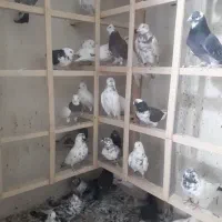 کبوتر پرشی|پرنده|کرج, کمال‌شهر|دیوار