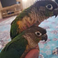 طوطی گرینچیک