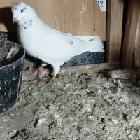 کبوتر|پرنده|لولمان, |دیوار