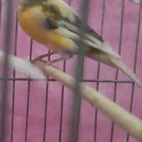 قناری|پرنده|نجف‌آباد, ولیعصر|دیوار