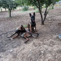 سگ مالینوز بلژیکی