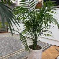 گل های طبیعی شامادورا اریکا کاکتوس|گل و گیاه طبیعی|شهریار, رزکان|دیوار