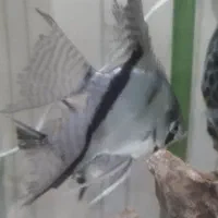 چهار عدد انجل تایگر|ماهی|اصفهان, مسجد مصلی|دیوار