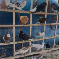 کبوتر پرشی