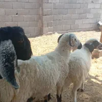 گوسفند بره کهره