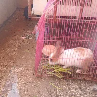 خرگوش|موش و خرگوش|بندر گناوه, |دیوار
