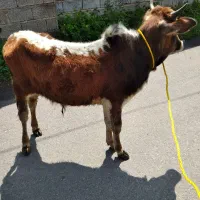 ورزا کوله چالوسی