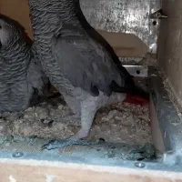 کاسکو جفت مولد کارداده کینگ سایز|پرنده|تهران, مسعودیه|دیوار