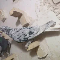 کبوتر|پرنده|کرمان, |دیوار