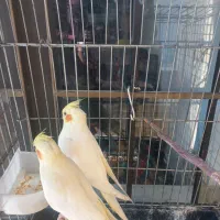 یک جفت عروس هلندی|پرنده|شیراز, کاراندیش|دیوار