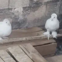 کبوتریاهو