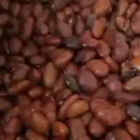 لوبیا قرمز کهنه بار ۵۰تن