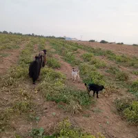 بز وبیگ|حیوانات مزرعه|شوشتر, |دیوار