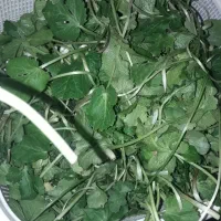 چوچاق و سبزی محلی وترشی