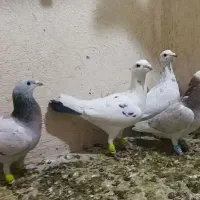 کفتر یا کبوتر پلاکی