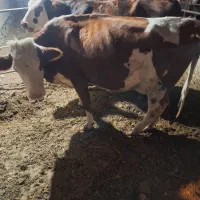 فروش سه عدد گاو شیری سیمینتال همراه گوساله شکم اول|حیوانات مزرعه|میانه, |دیوار