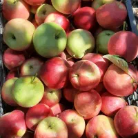 سیب درجه یک شاهرود  جنگل ابر