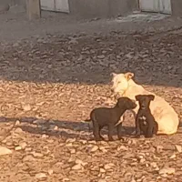 سگپاکوتاه زرنگوتیز