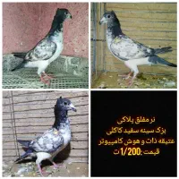 کفتر پلاکی،مسافتی،طوقی،ترکیه ای|پرنده|یزد, |دیوار