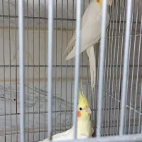 عروس هلندی جفت|پرنده|قم, انصارالحسین|دیوار