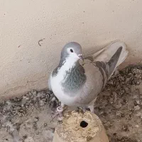 سینه دم پاک بدرنگ دمگیر|پرنده|شاهین‌شهر, نبوت|دیوار