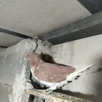 ماده گرگی ساعت سنگین