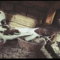 کبوتر پرشی زیبا|پرنده|قم, شهرک مهدیه|دیوار