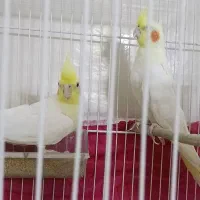 جفت عروس هلندی نر ماده|پرنده|مشهد, رسالت|دیوار