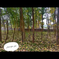 فروش زمین ۲۰۰ متری در کلاردشت|فروش زمین و ملک کلنگی|کلاردشت, |دیوار