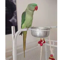 شاه طوطی نر ۷ماهه