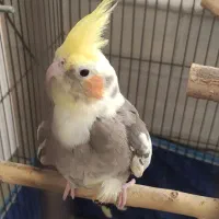 عروس هلندی ماده|پرنده|برازجان, |دیوار