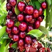کاشت نهال با سود صد برابر