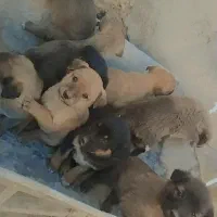 توله سگرگ|سگ|سراوان, |دیوار