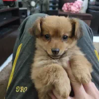 اشپیتز پامر