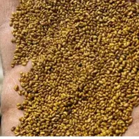 بذر ینجه